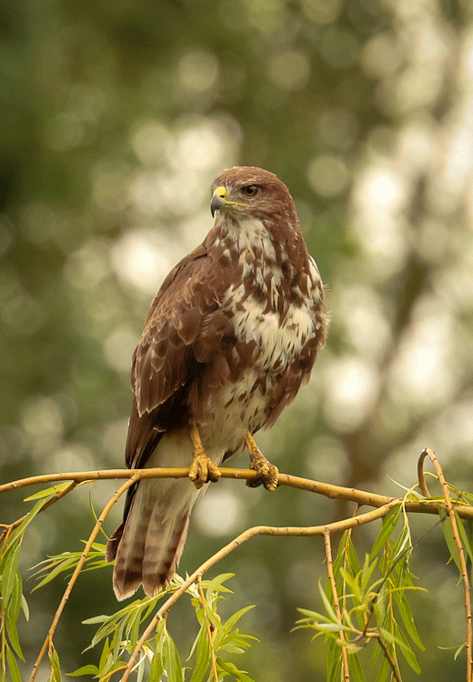 Common Buzzard