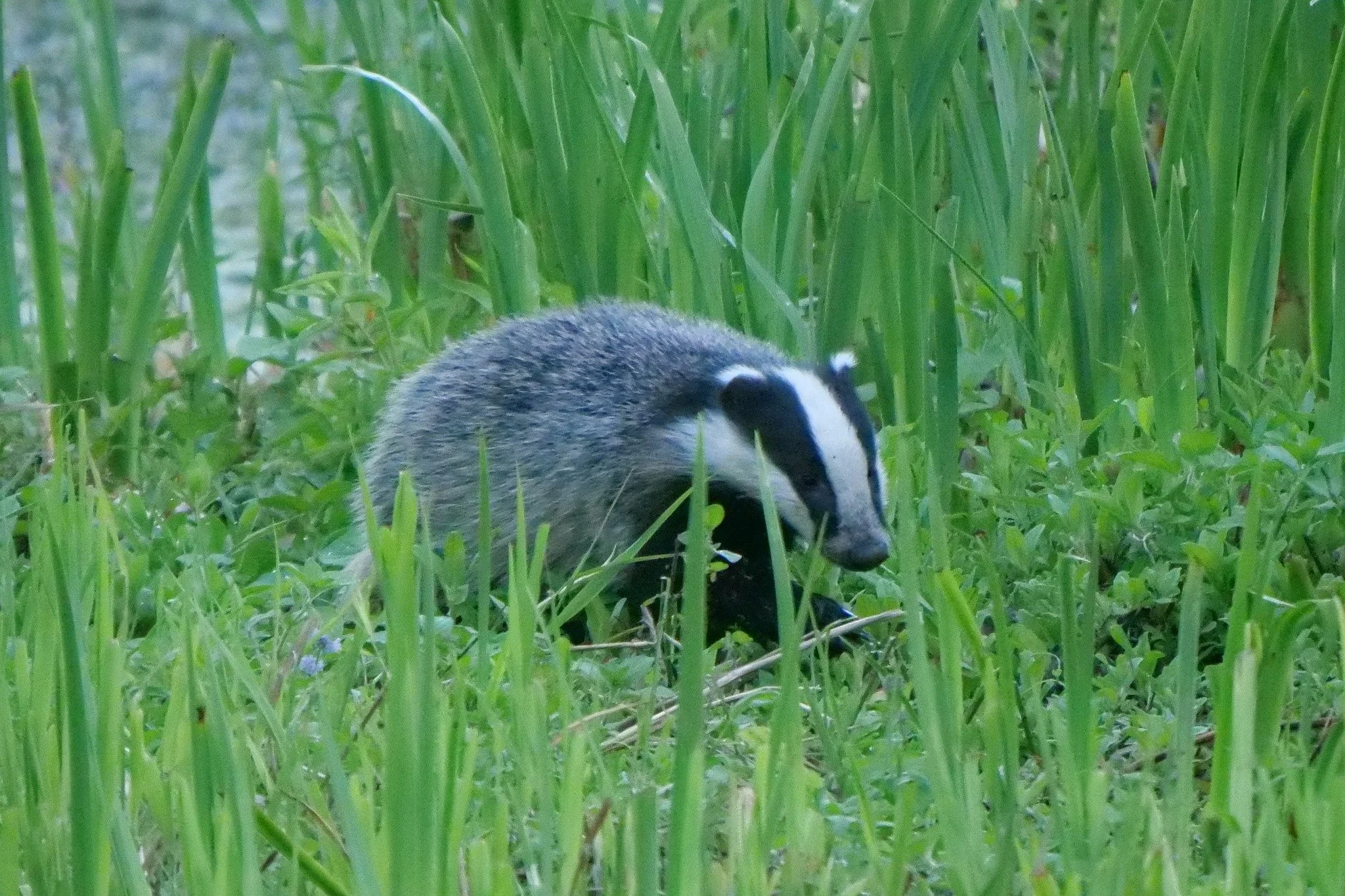 Badger