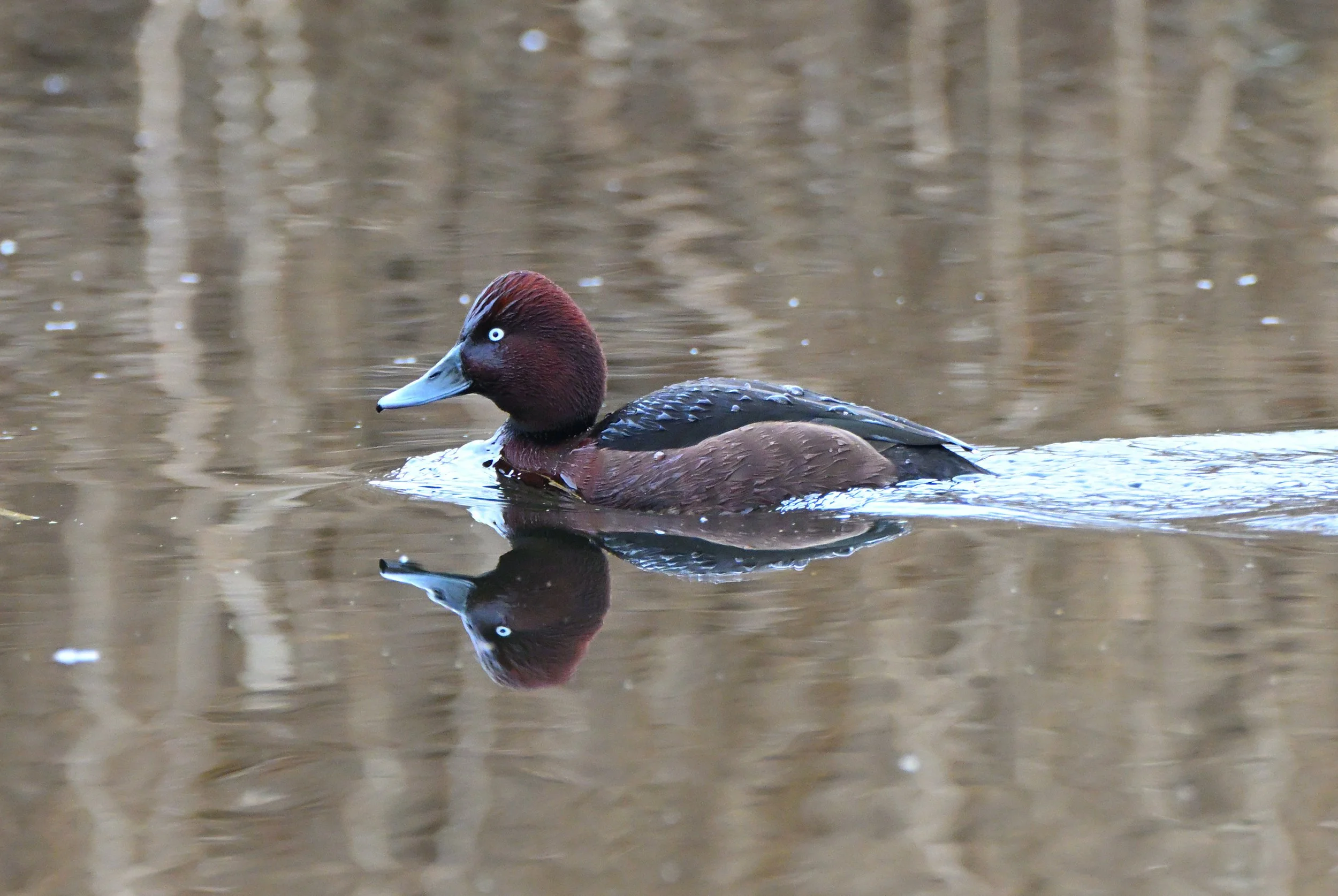 Ferruginous duck