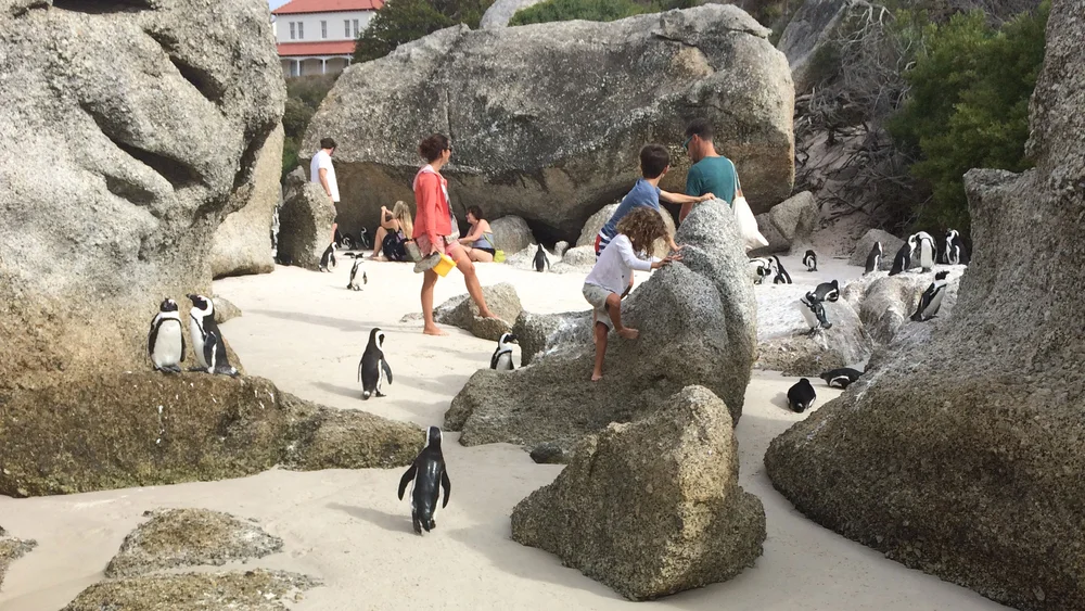 African Penguins of Boulders Beach — Taste Of Southern Africa