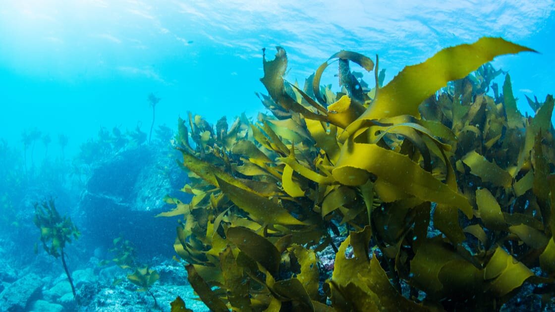 Seaweed in gardens