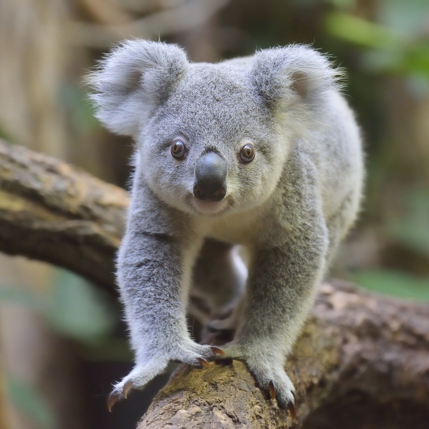 Koalas face extinction in NSW