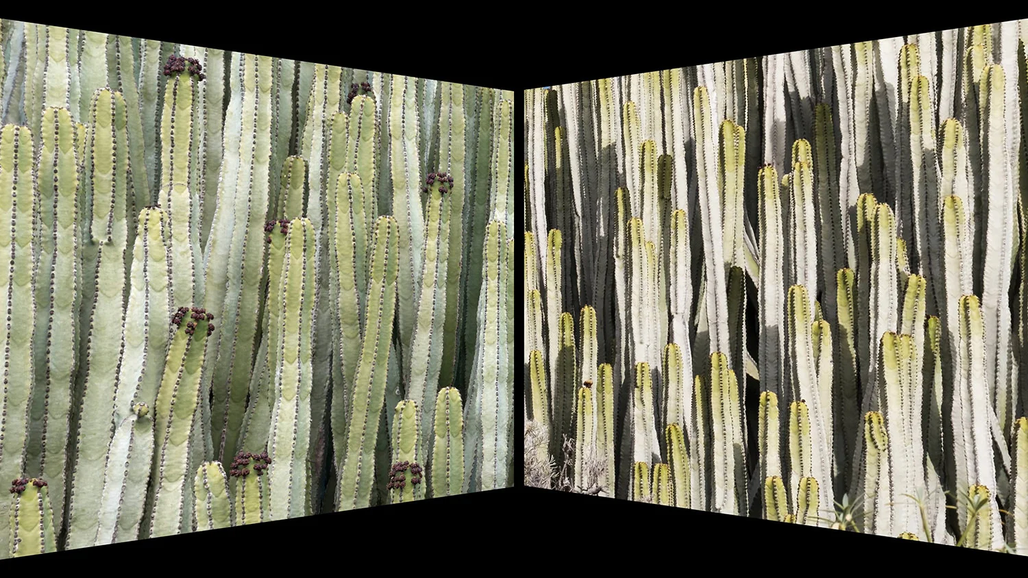 Composition with intent_The videos (Time 2_01_03;14).jpg