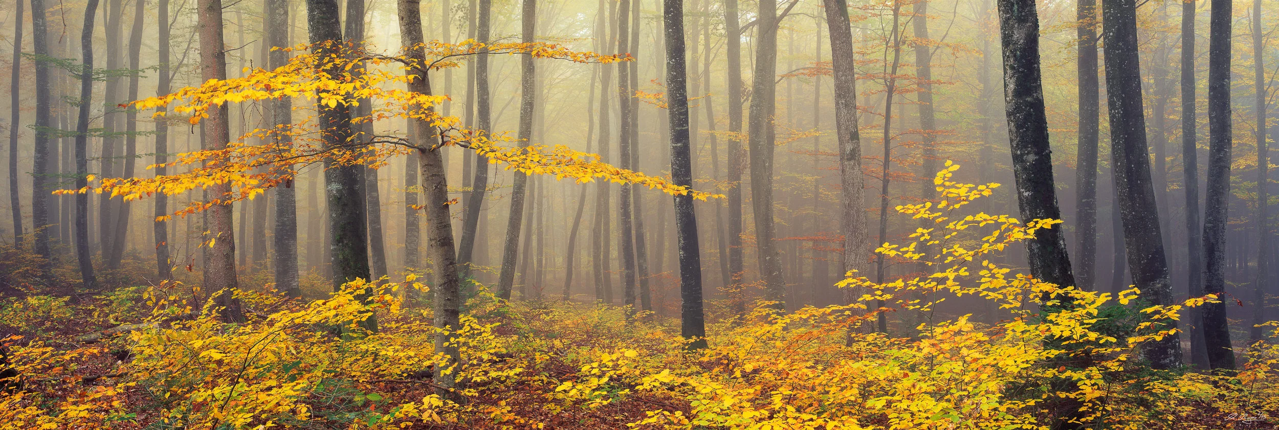 Forest Photography Essential Seeing