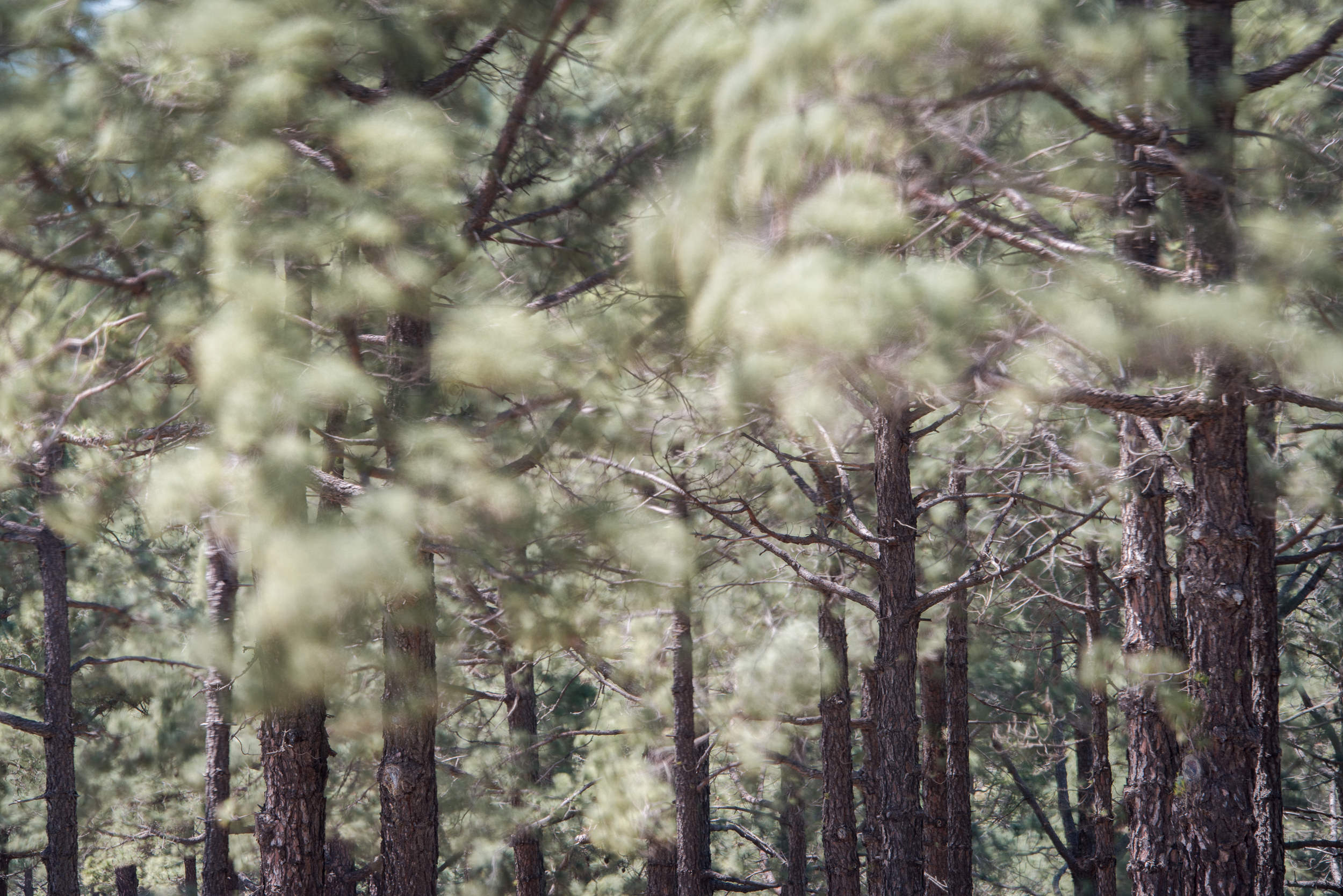 Playing with movement, how to photograph the breeze in the forest - La Palma island, Rafael Rojas.jpg
