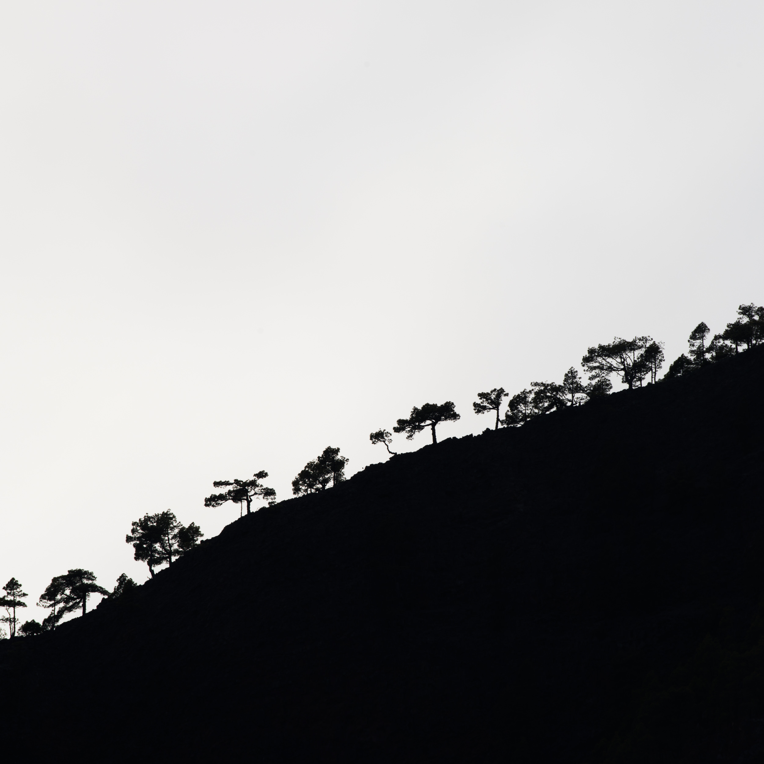 Mysterious and graphical representation of minimalism in the forest - La Palma island , Rafael Rojas.jpg