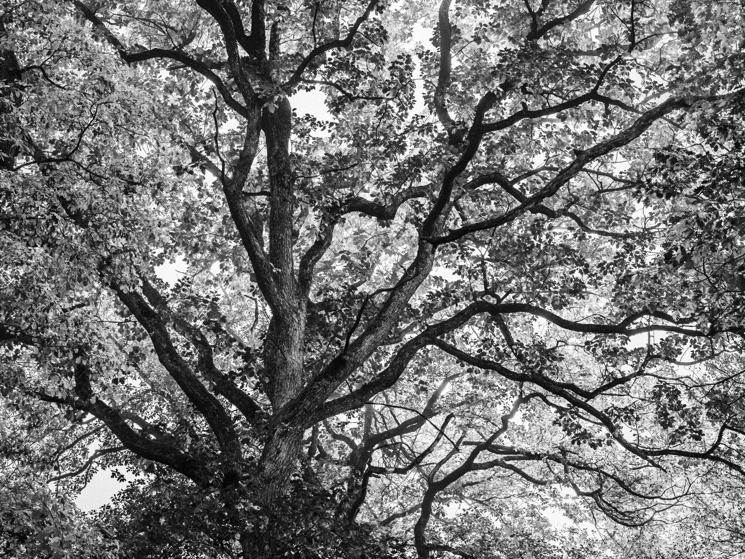 Black and white conversion to focus on the shapes and structure of the trees - Switzerland, Rafael Rojas.jpg