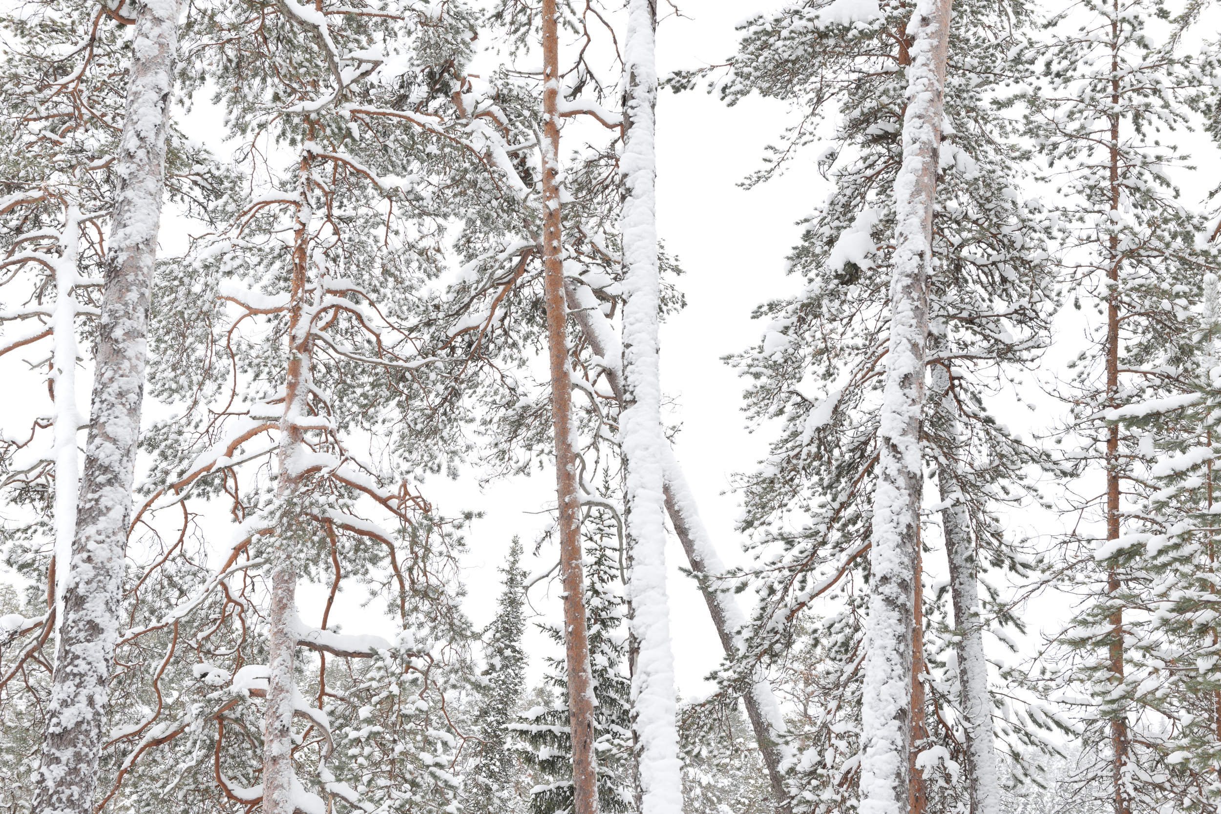 High key representation of the forest , Lapland, Rafael Rojas.jpg