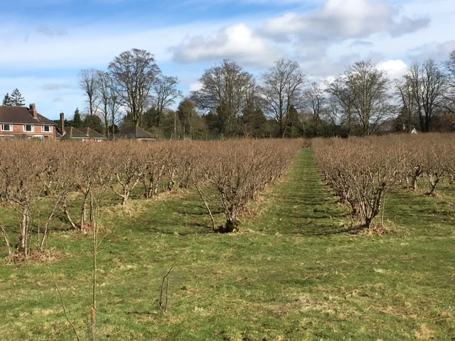 Trees pruned, grass mown: waiting for spring to appear!