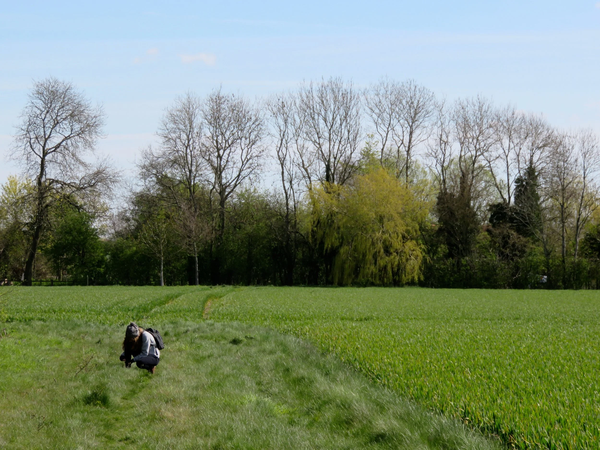 03 abby in the grass.JPG