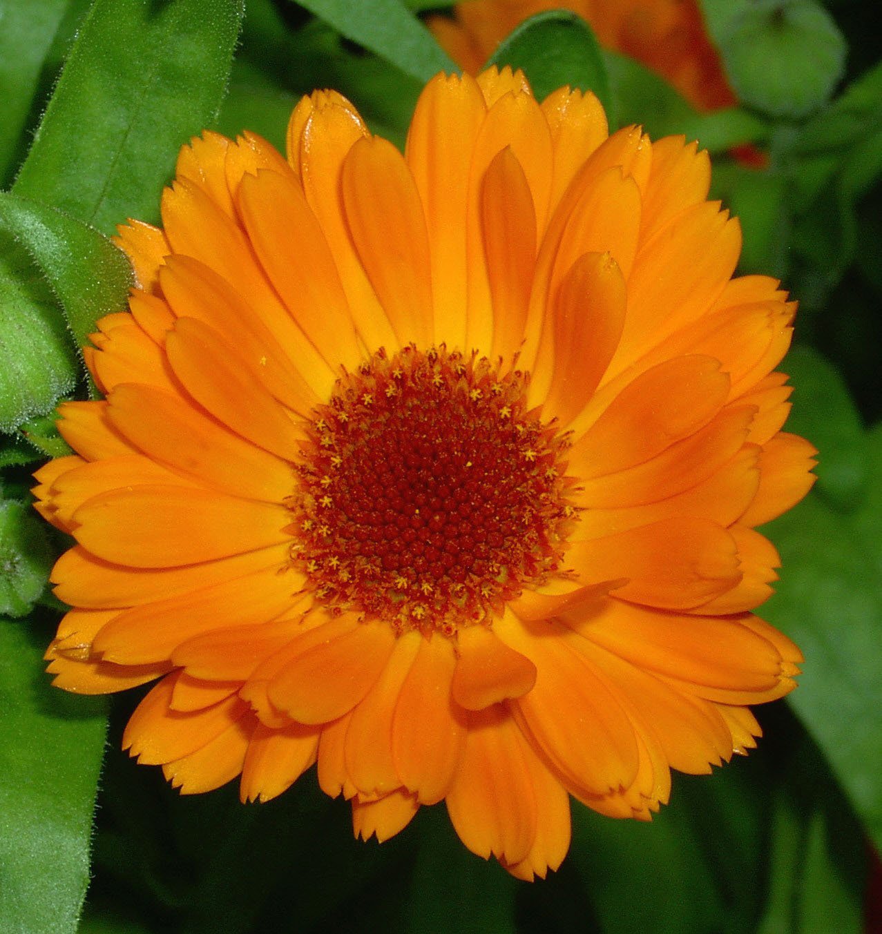 Calendula.JPG