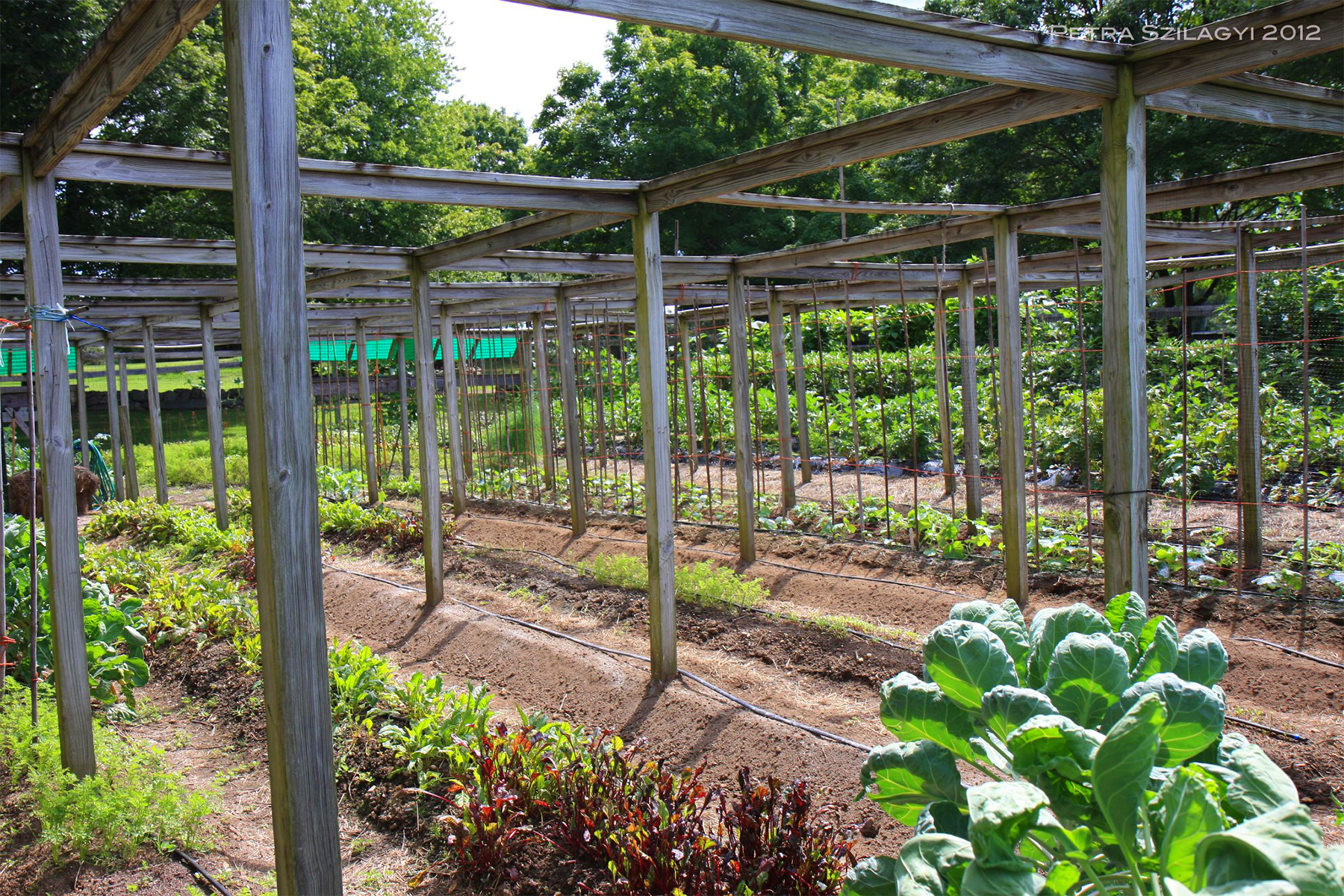 trellis.jpg