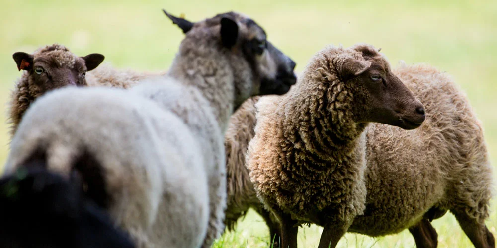 sheep.jpg