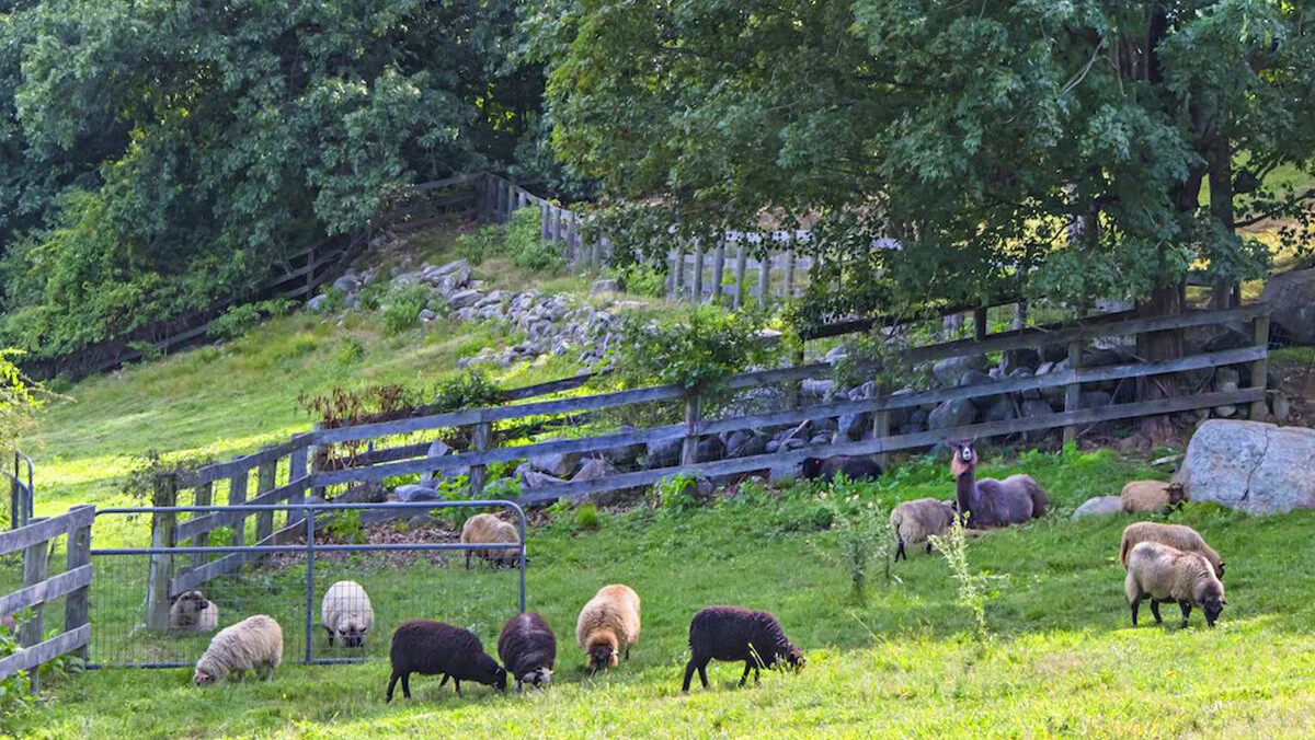 grazing1200.jpg