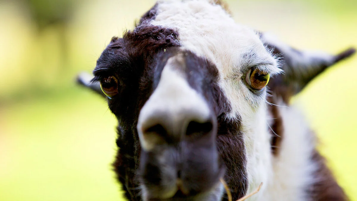 sheep_close1200.jpg