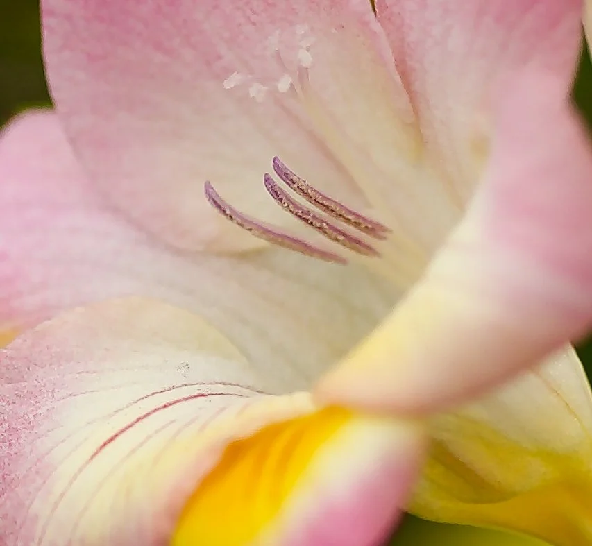 Soft Side of Nature