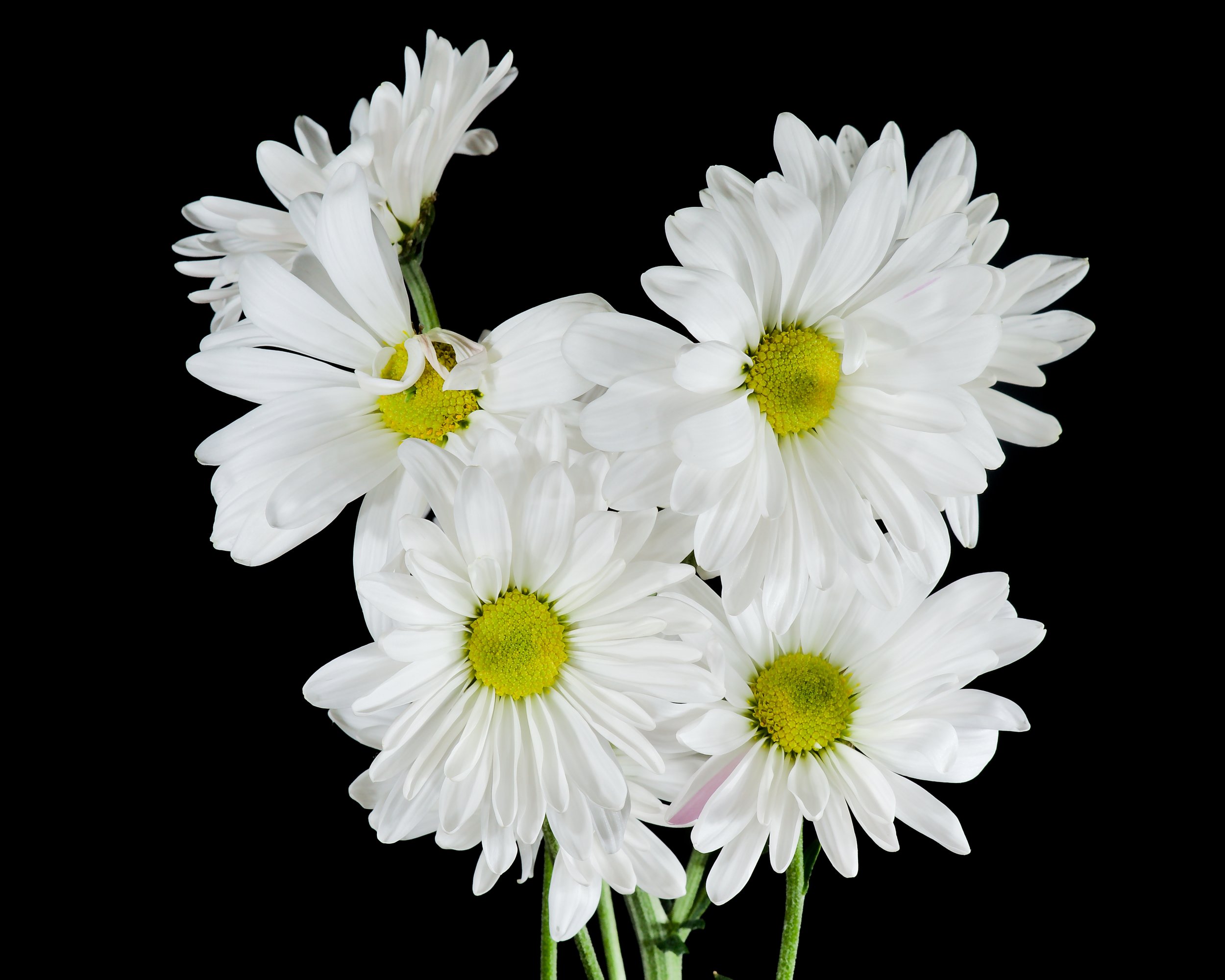 White Blooms