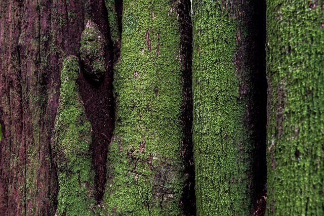 #bns_natureshot #bns_earth #earthvisuals #mountain_world #netgeo #gf_nature #&aacute;rboles #&aacute;rbol #arvoresnativas #arvore #arvores #photocatchers #whywelovenature #discover_earth #discoverearthpix #ig_divineshots #ig_discover_nature #hello_wo