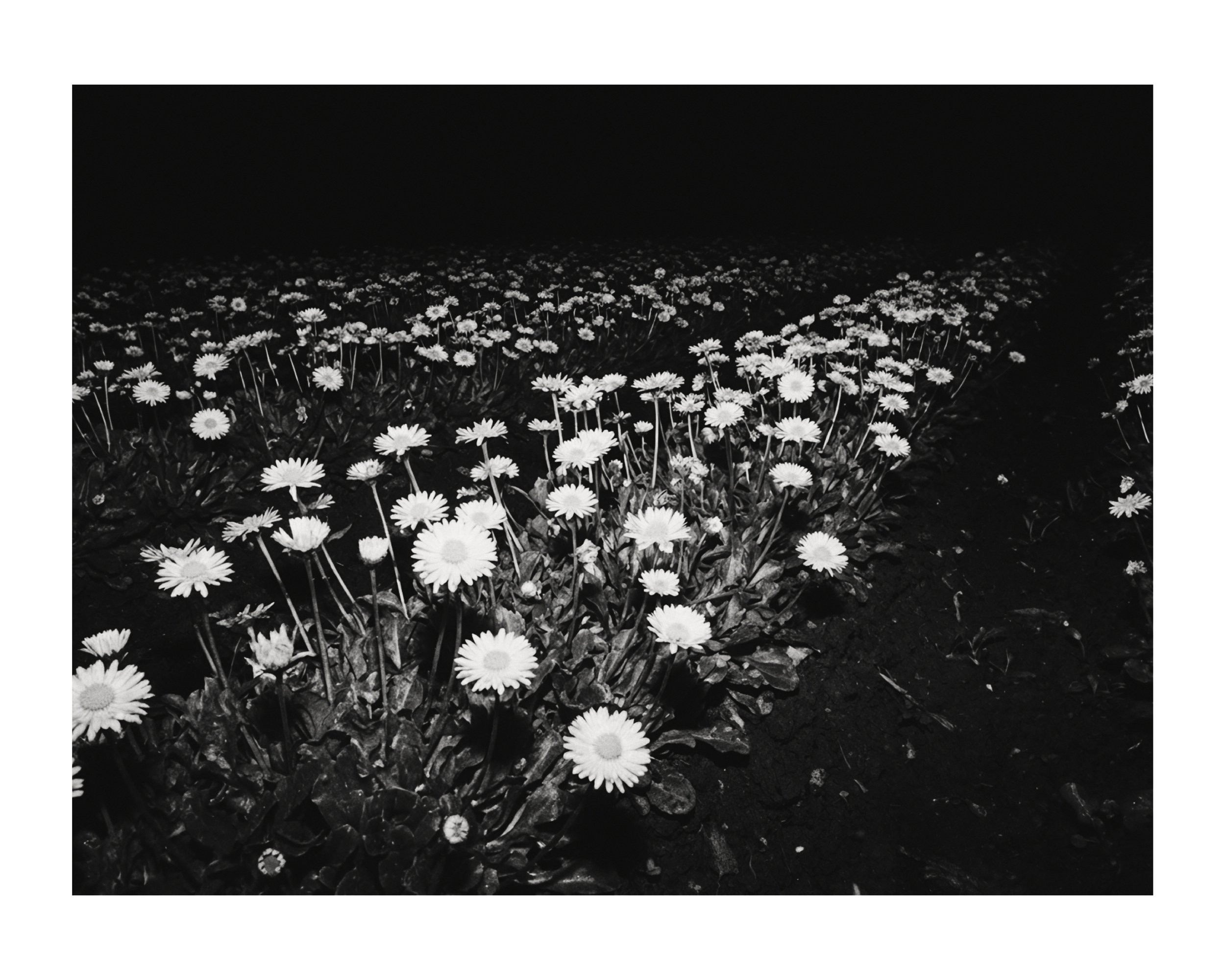 WEB_3500_72_(C) 2025 DENNIS TEJERO. ALL RIGHTS RESERVED.8.jpg