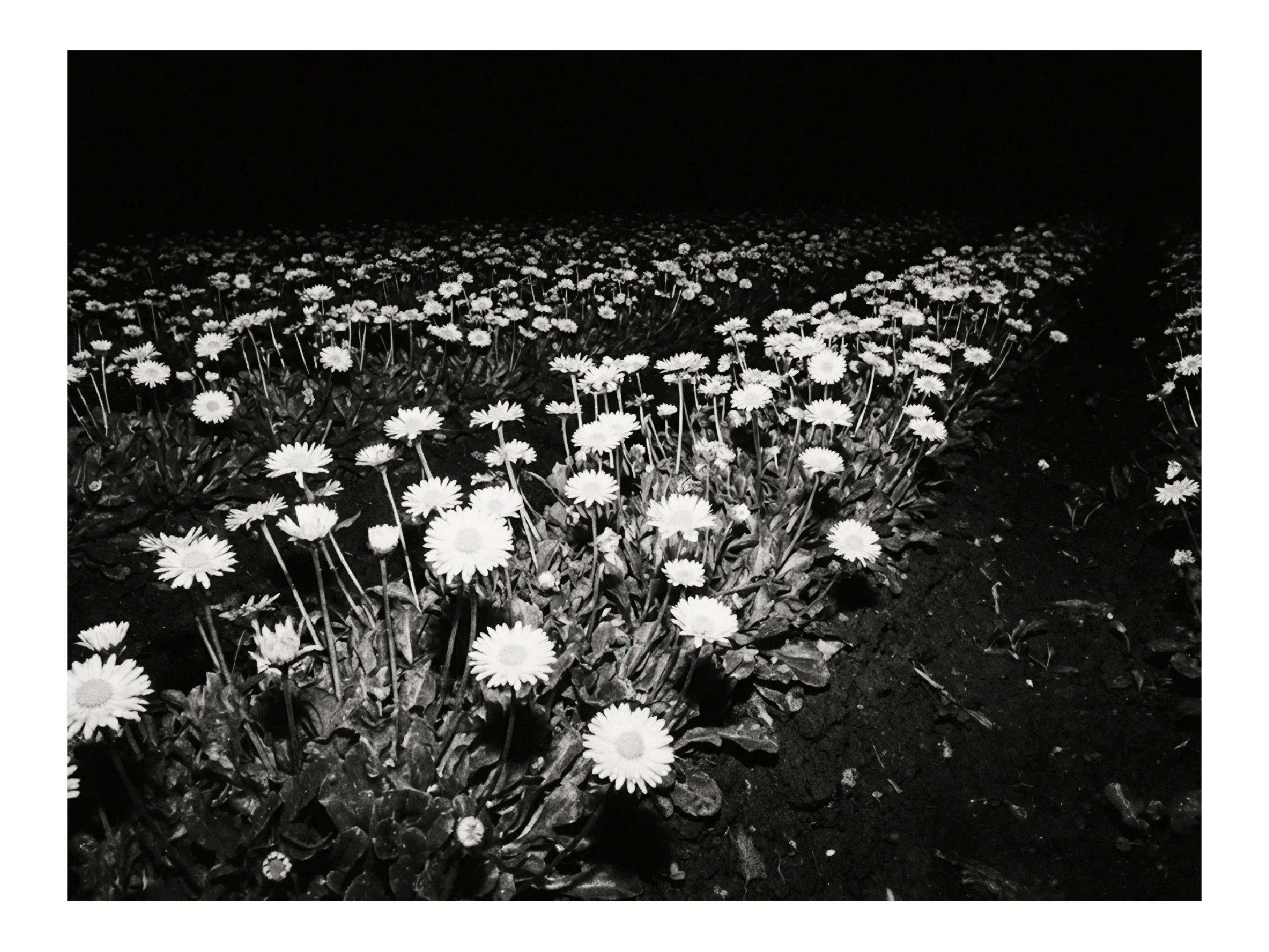 (C) 2025 DENNIS TEJERO. ALL RIGHTS RESERVED. 2026 - HORIZ2.jpg