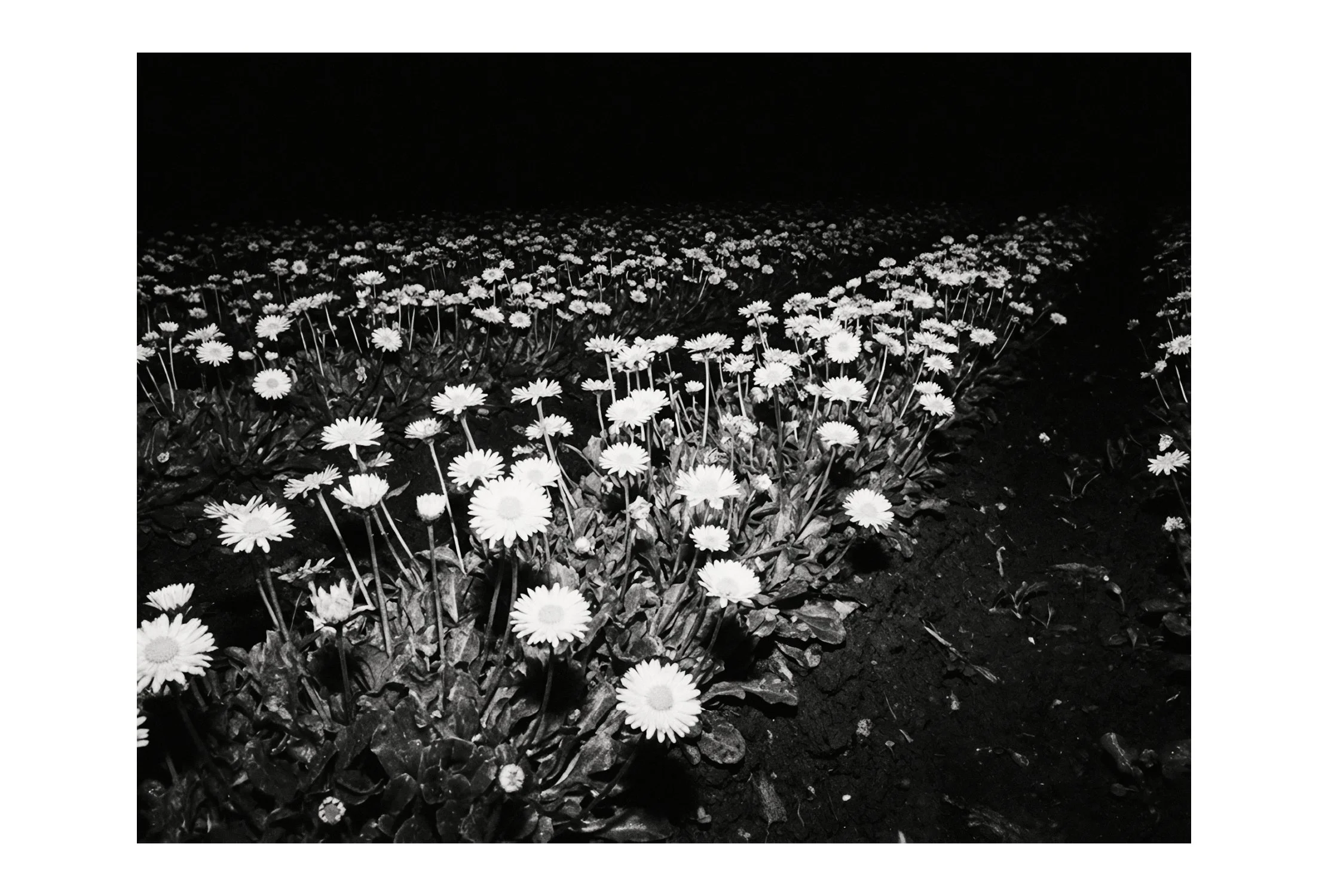 (C) 2025 DENNIS TEJERO. ALL RIGHTS RESERVED. 2026 - HORI4262.jpg