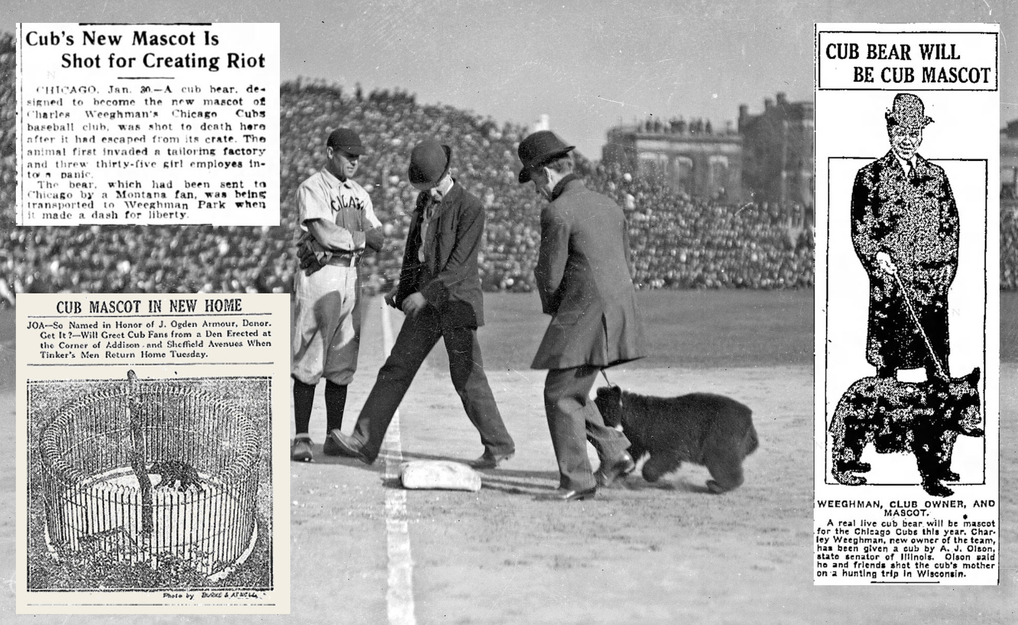 The Story Behind the Chicago Cubs' Nightmare-Inducing Bear Mascot of 1908 —  Todd Radom Design