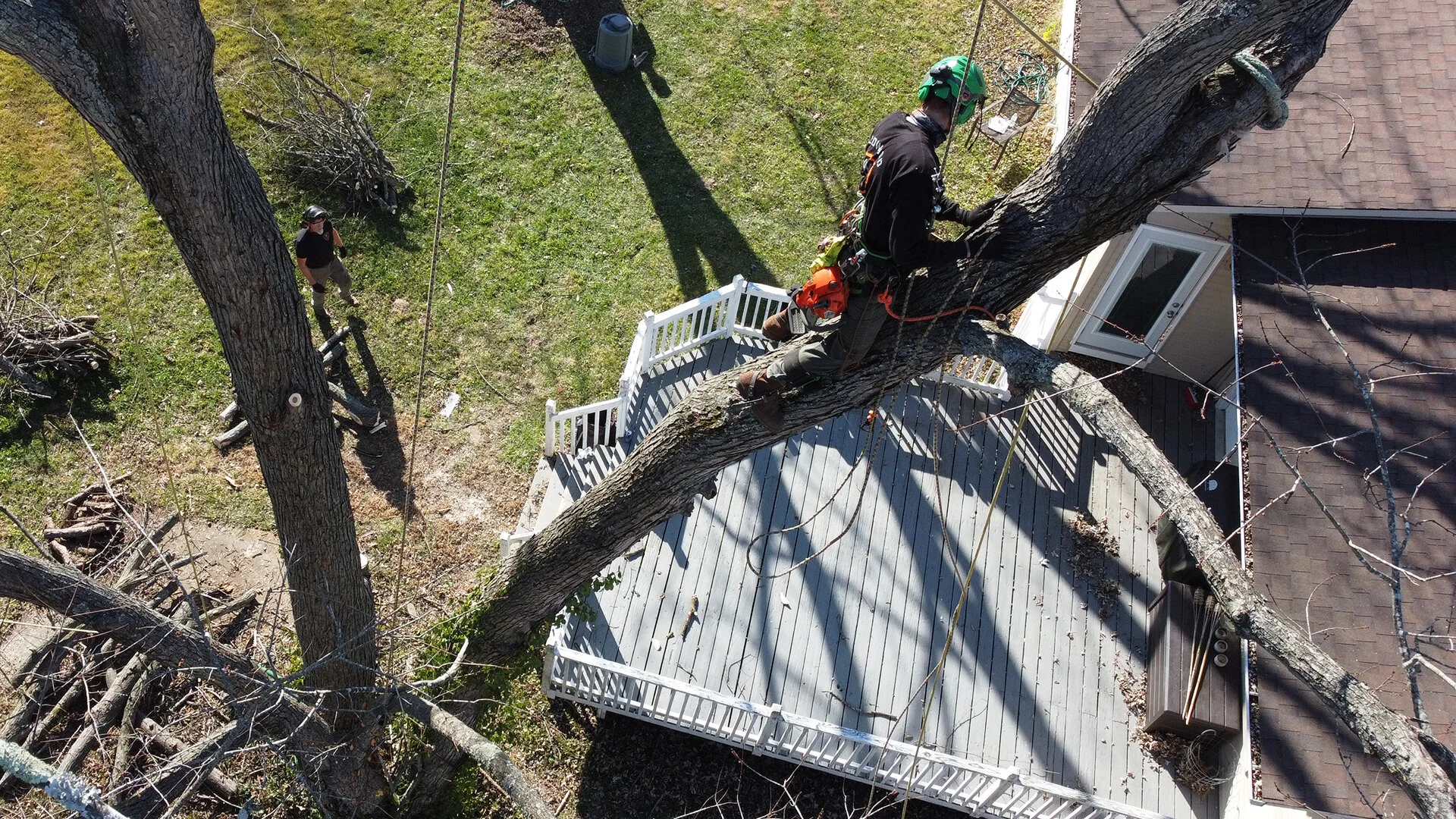 How to Choose a Tree Service — Wildwood Tree Service