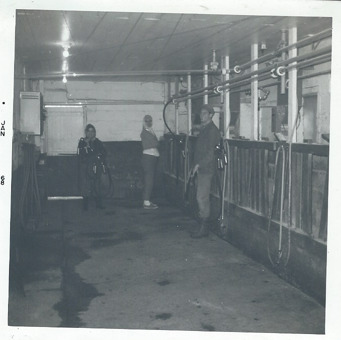  A circa 1968 photo of the stanchion dairy barn, which looks much the same today. 