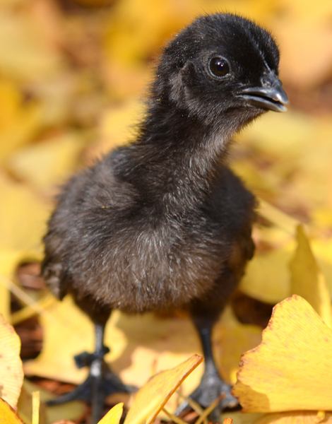 ayam-cemani-cemani-chick-macro-012.jpg