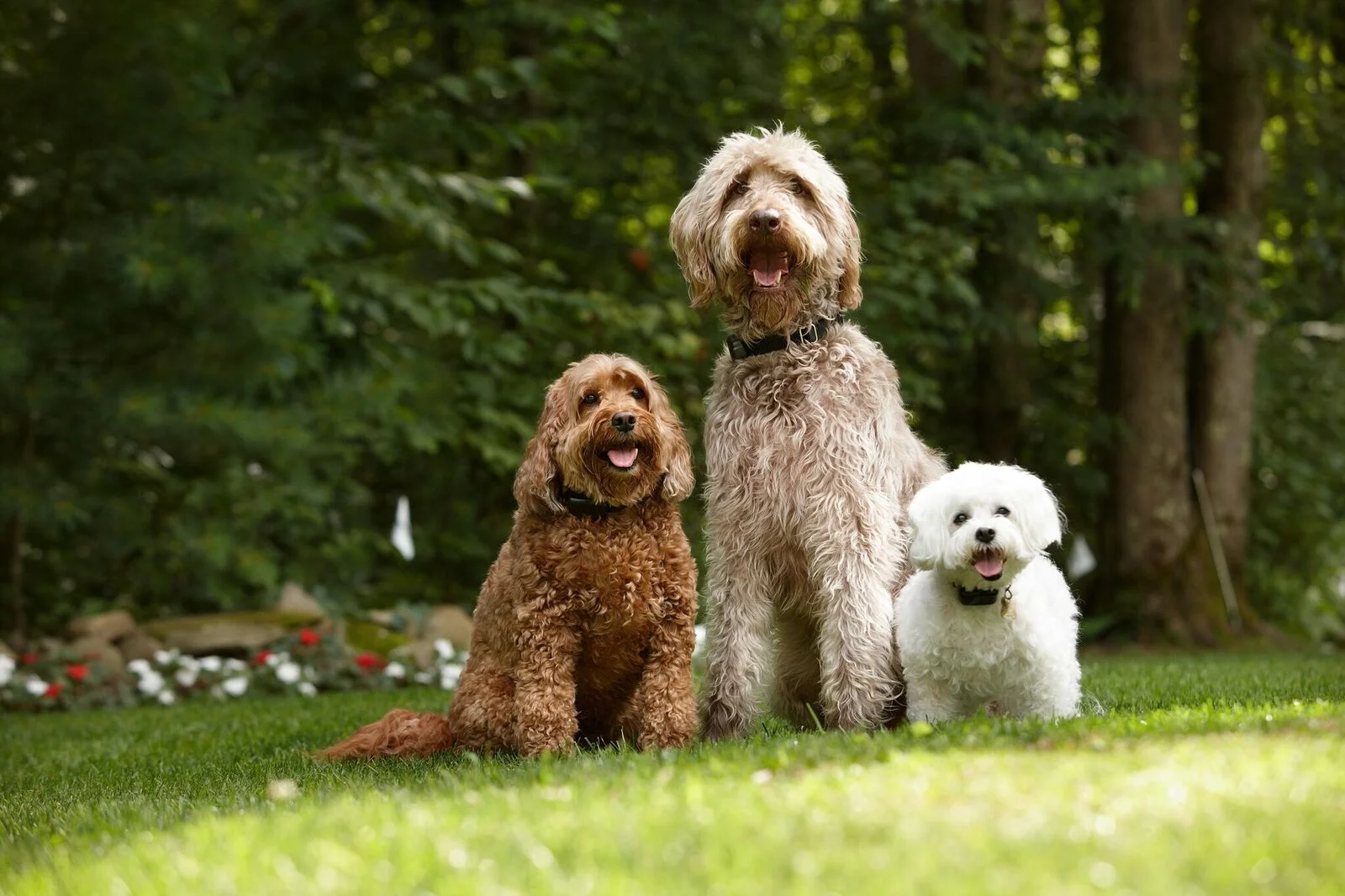 DogWatch_4580.jpg