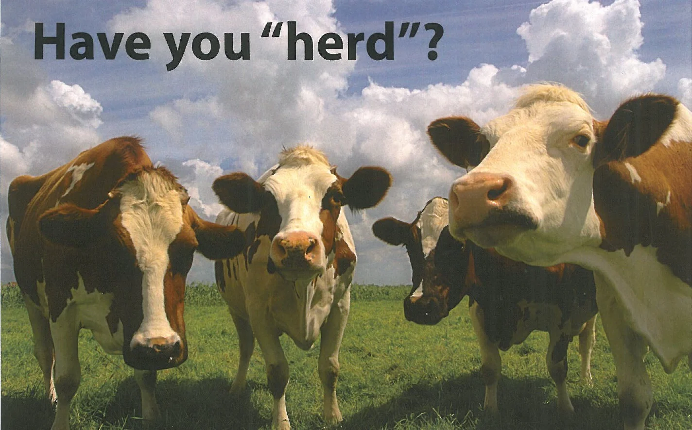 have you herd cows.jpg