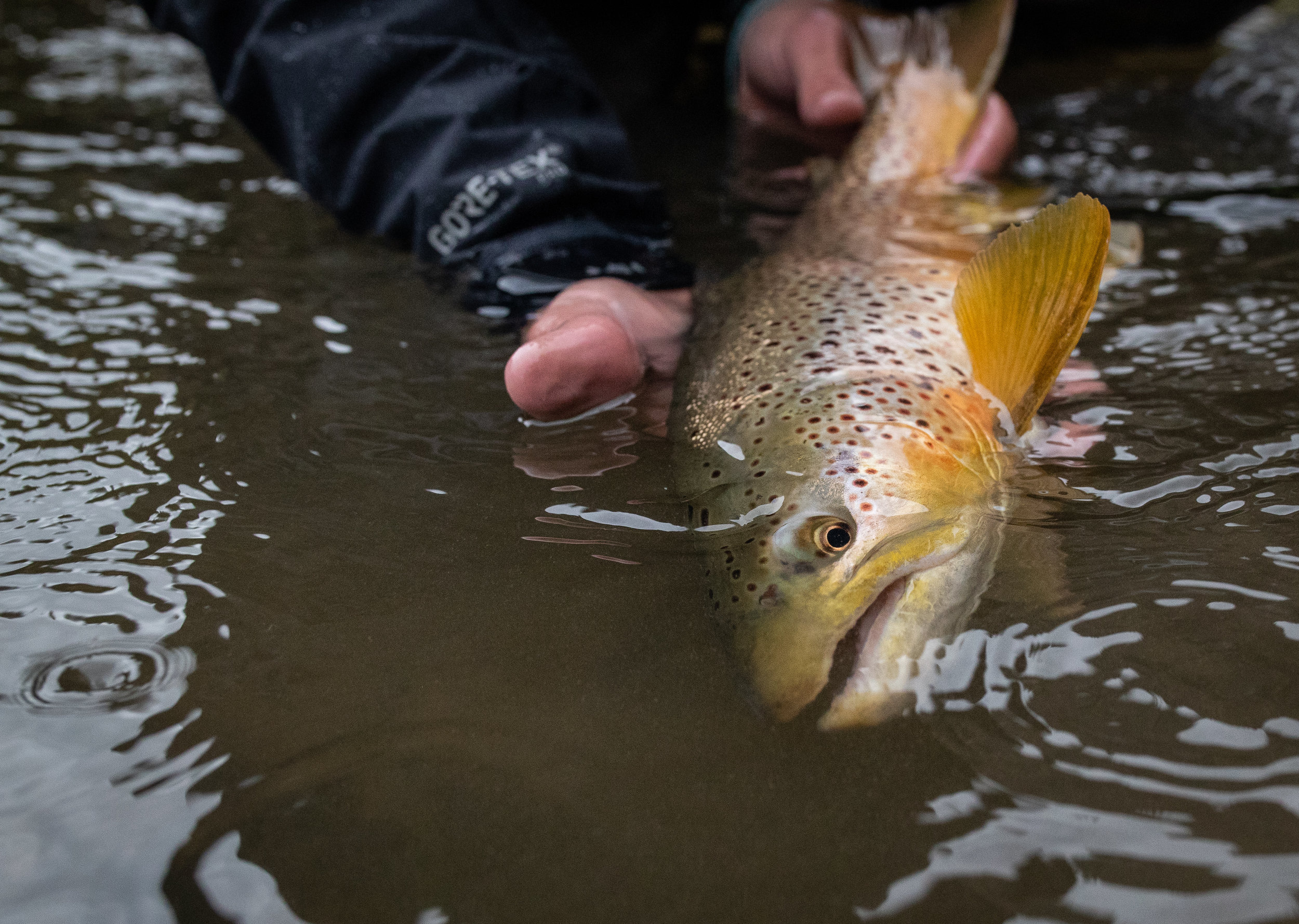 Fly Fish Bitterroot River — Winning Ridge
