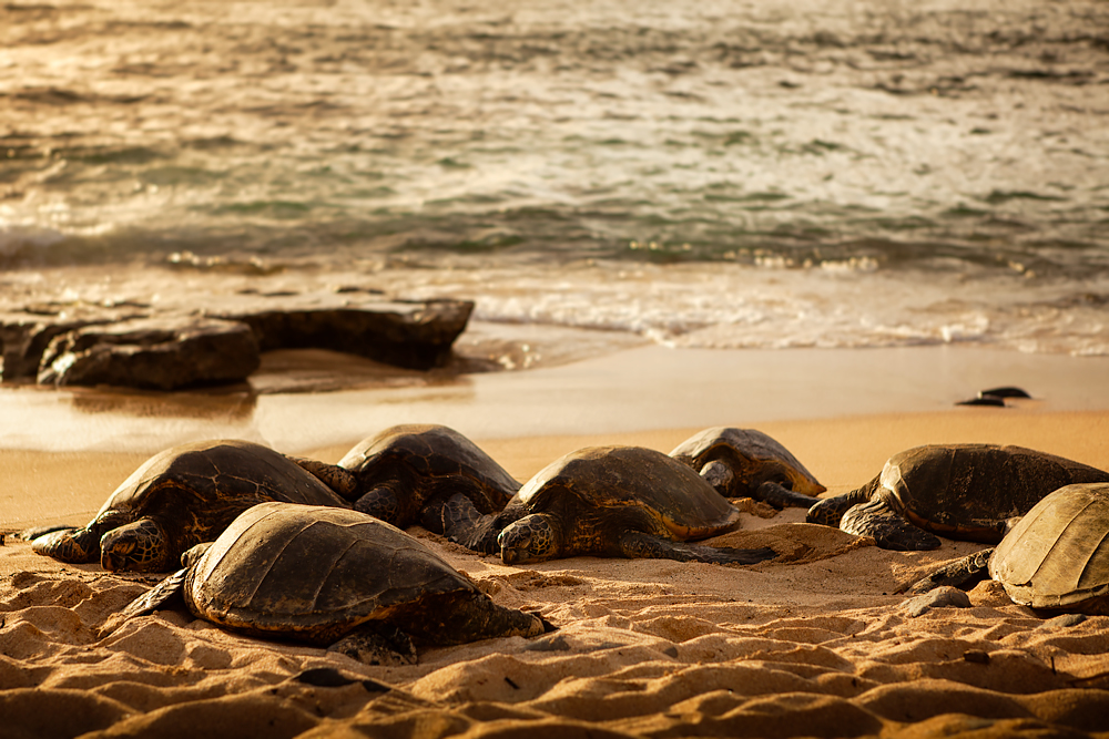 Ho'okipa Beach