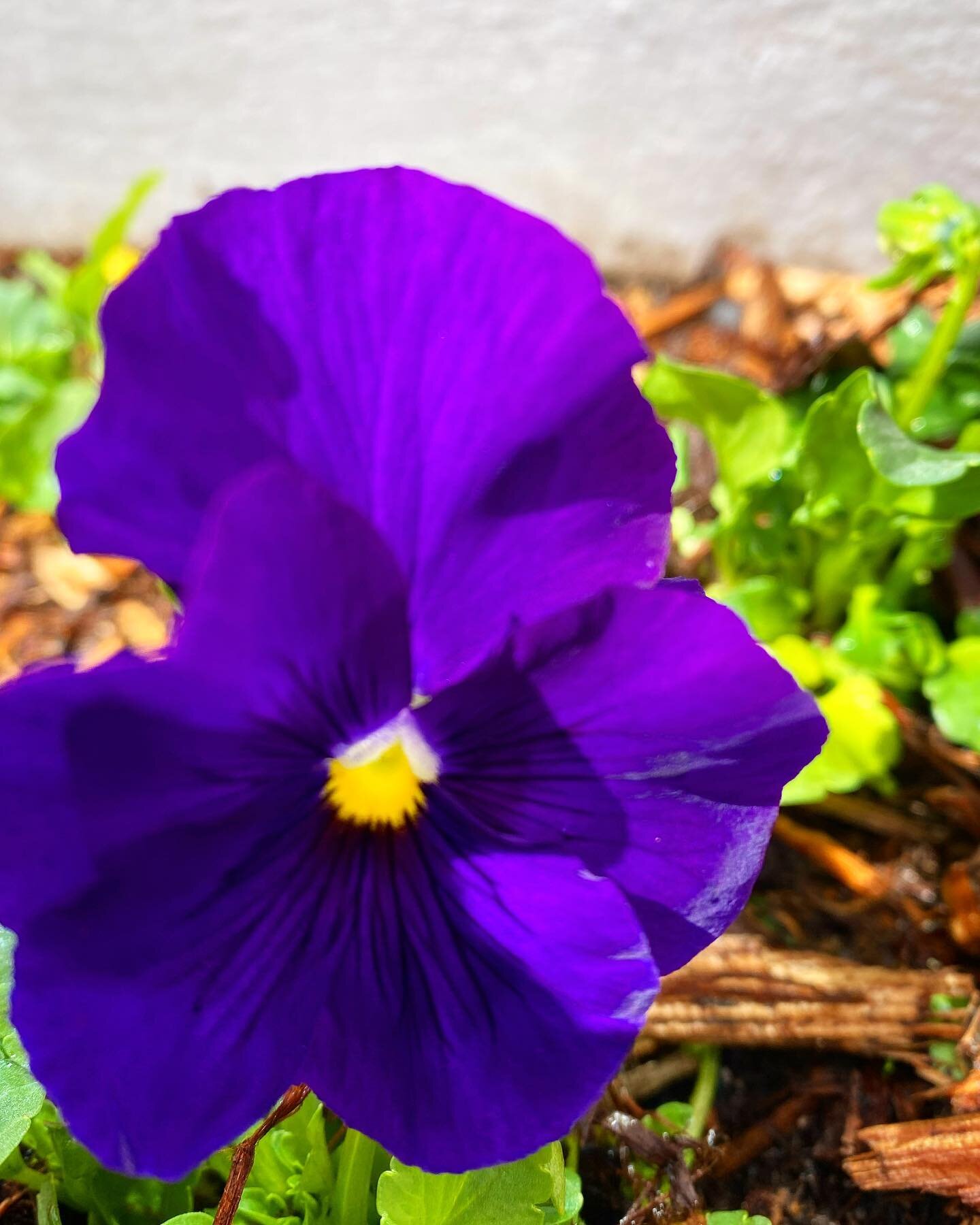 Warmer days have arrived and spring installations begin!  Love the deep color of this pansy!