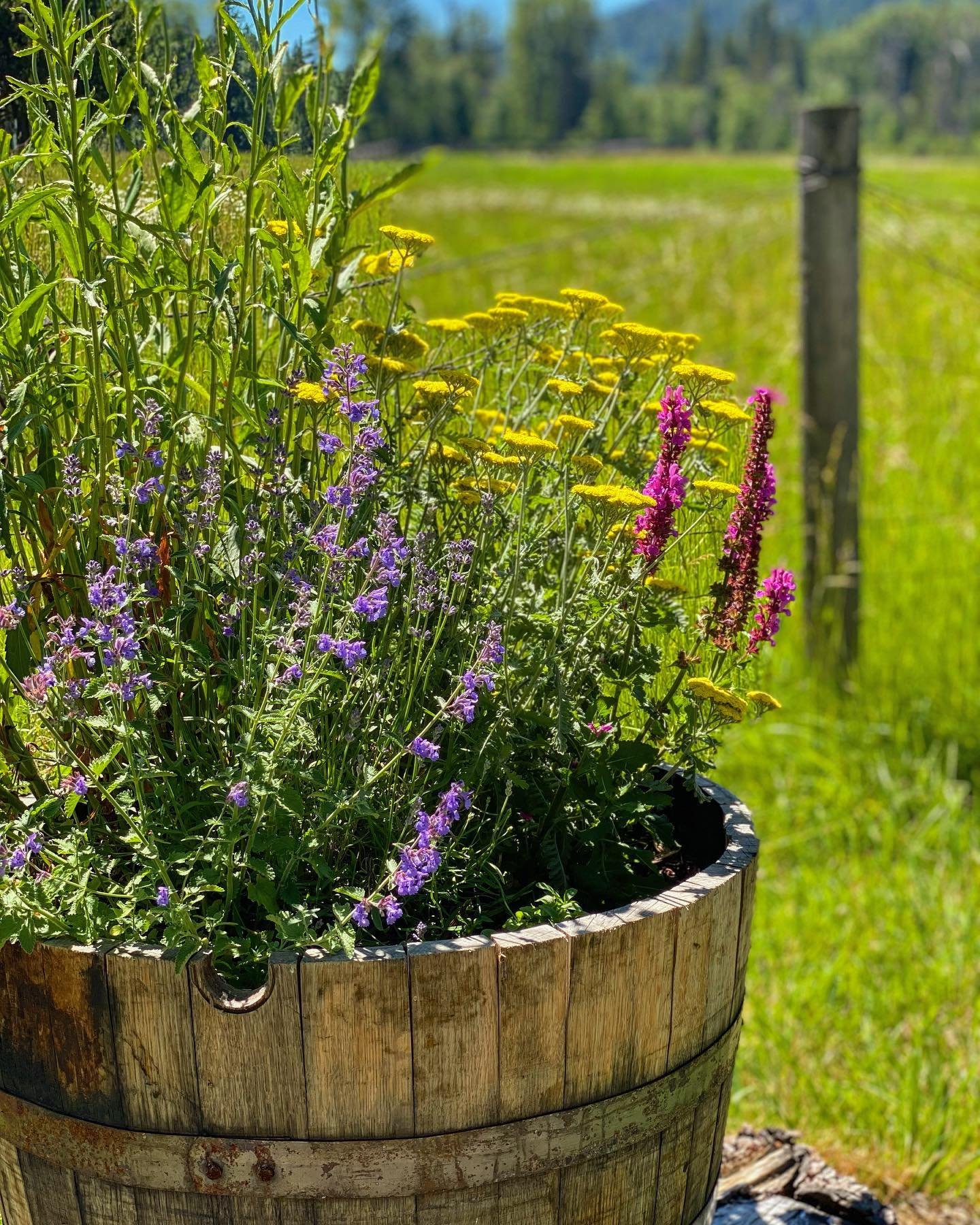 Farm charm perennials 💕