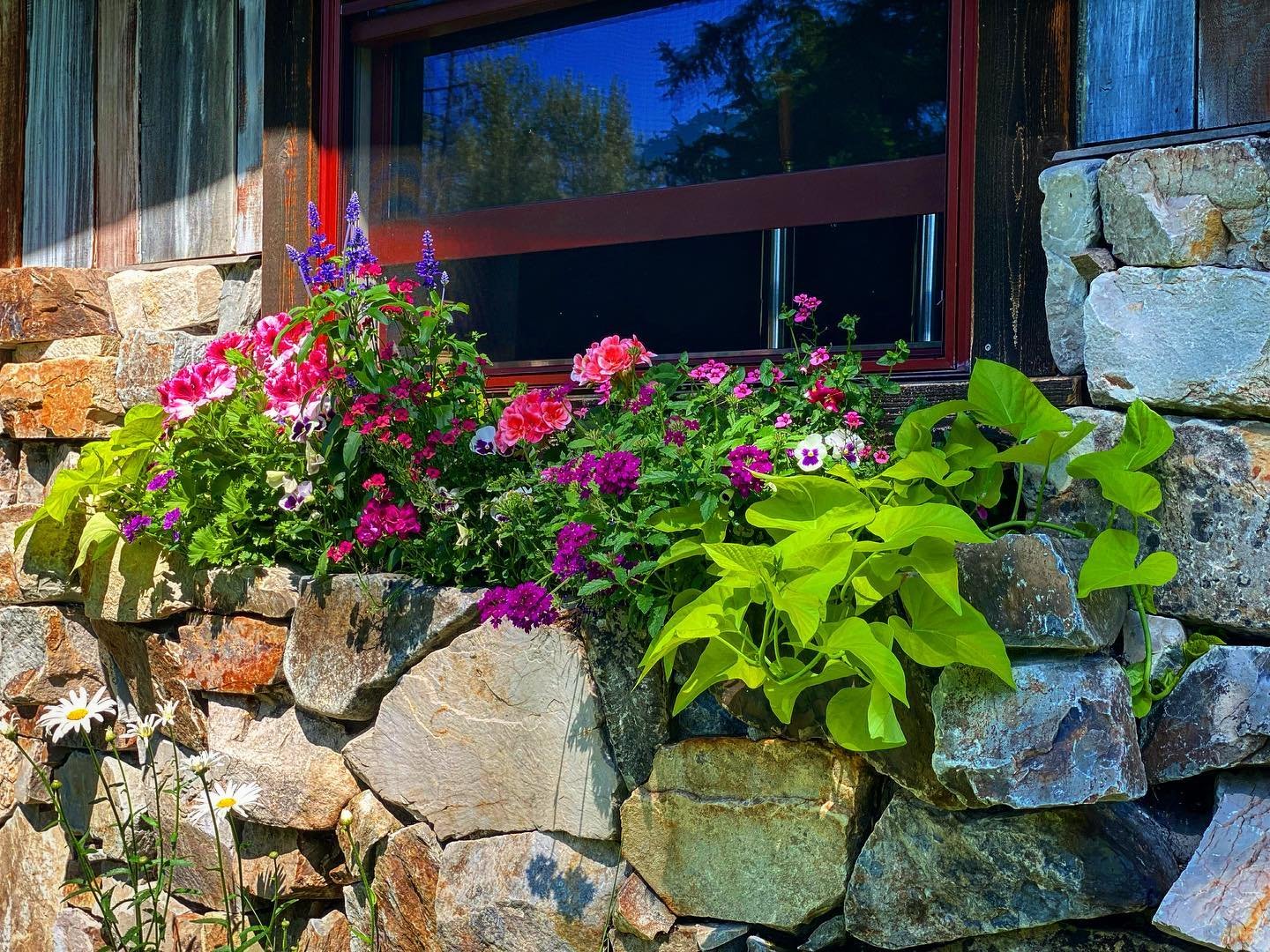Bright colorful window box💕