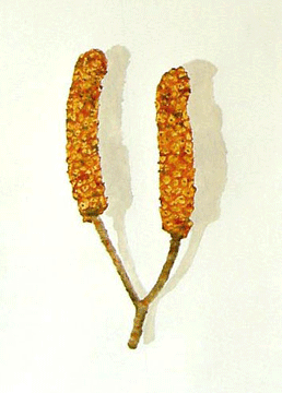 pinhas 1