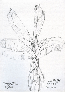 bananeira