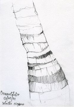 desenho15.gif