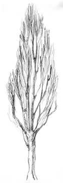 desenho09.gif