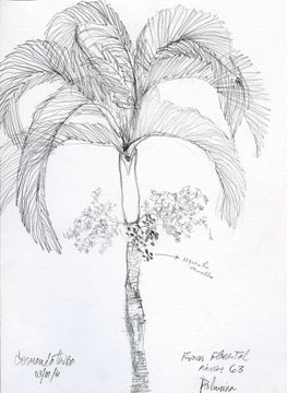 palmeira
