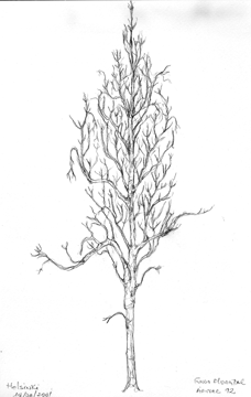 desenho07.gif