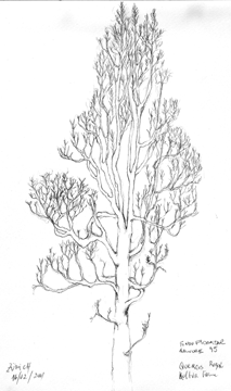 desenho08.gif