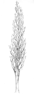 desenho02.gif