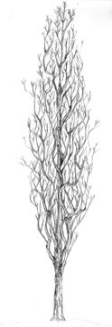 desenho03.gif