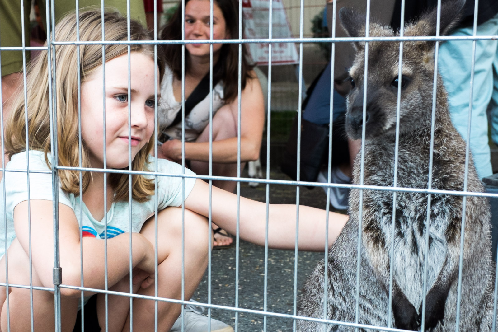 FHIA Zoo-06.jpg