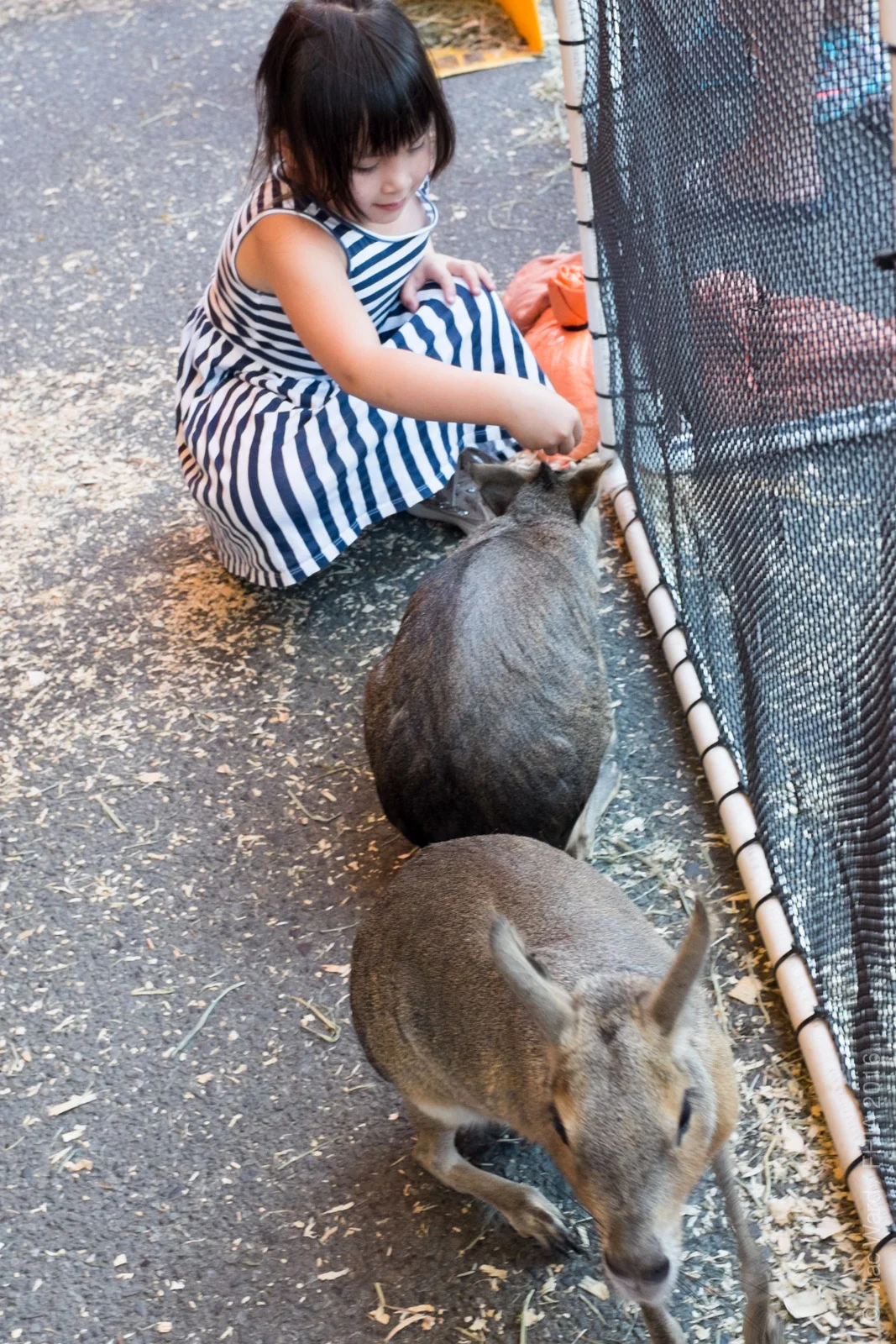 FHIA Zoo-09.jpg