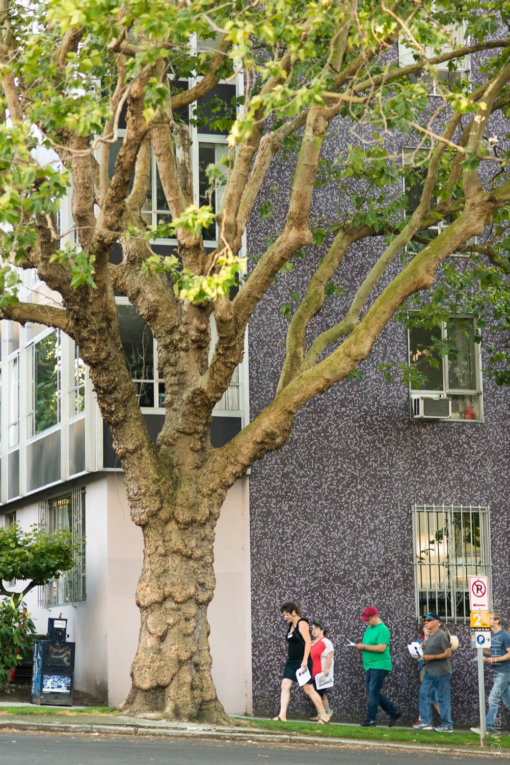 FHIA Tree Walk 2016-8213.jpg
