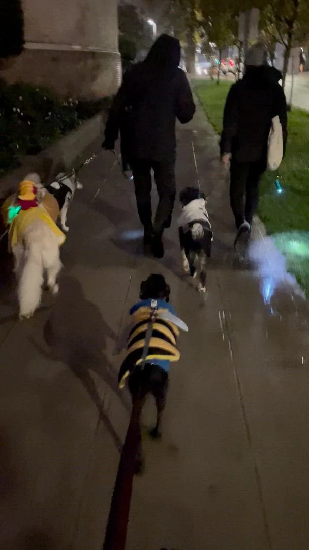First Hill Pet Parade 2025