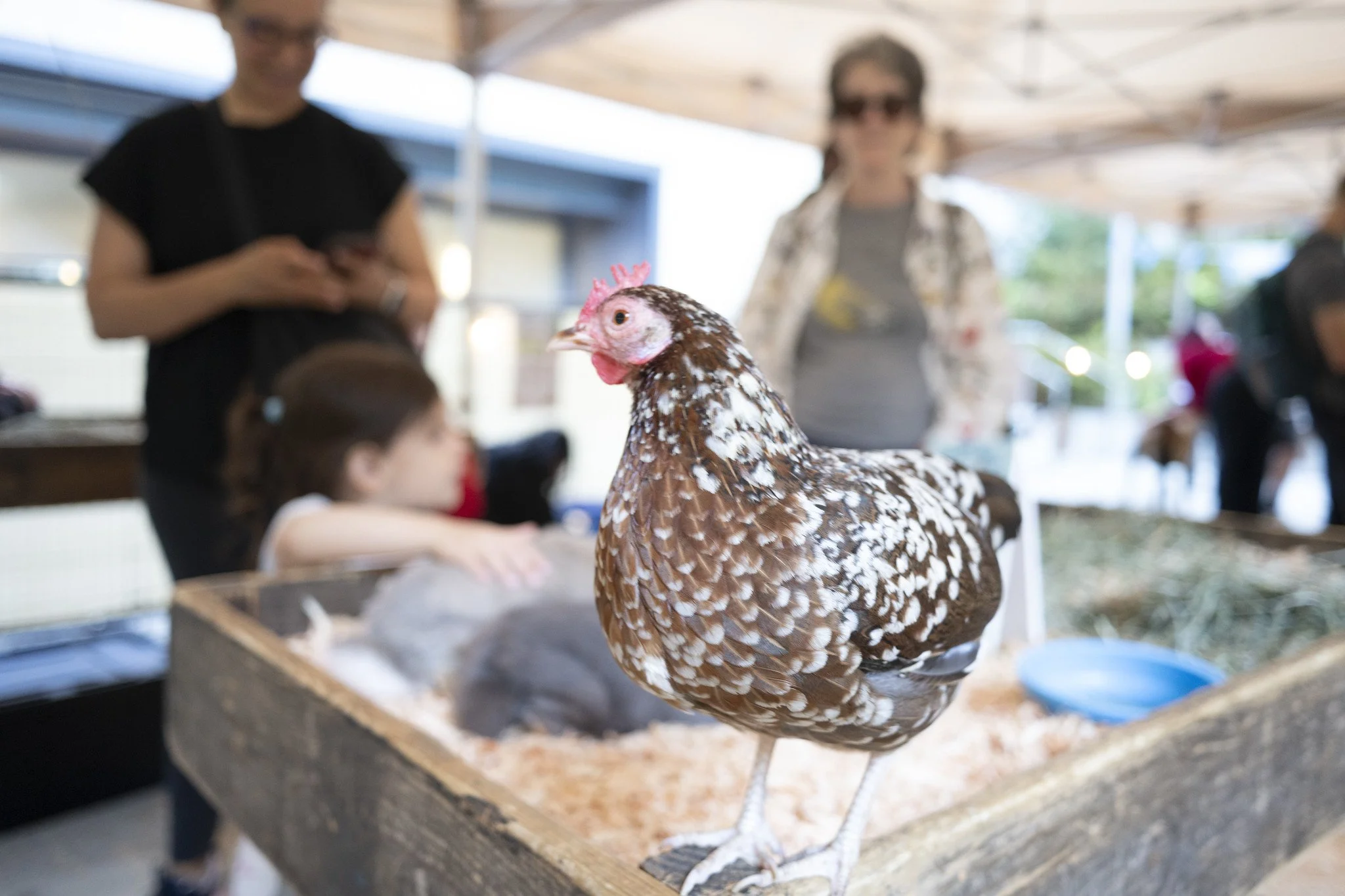 Petting_Zoo_20260917-1